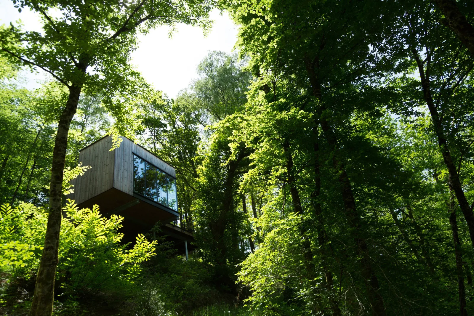 Cabane Cèdre, cabane dans les arbres à Meyrignac-l'Église