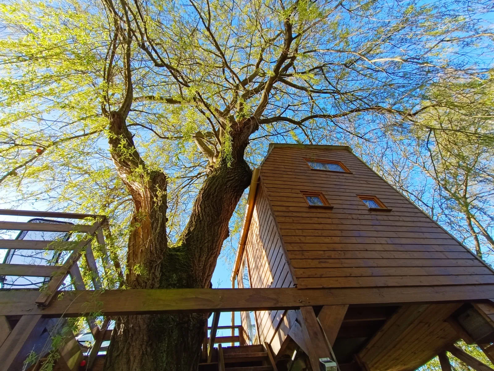 Dans un arbre perché à Vadencourt, photo 4