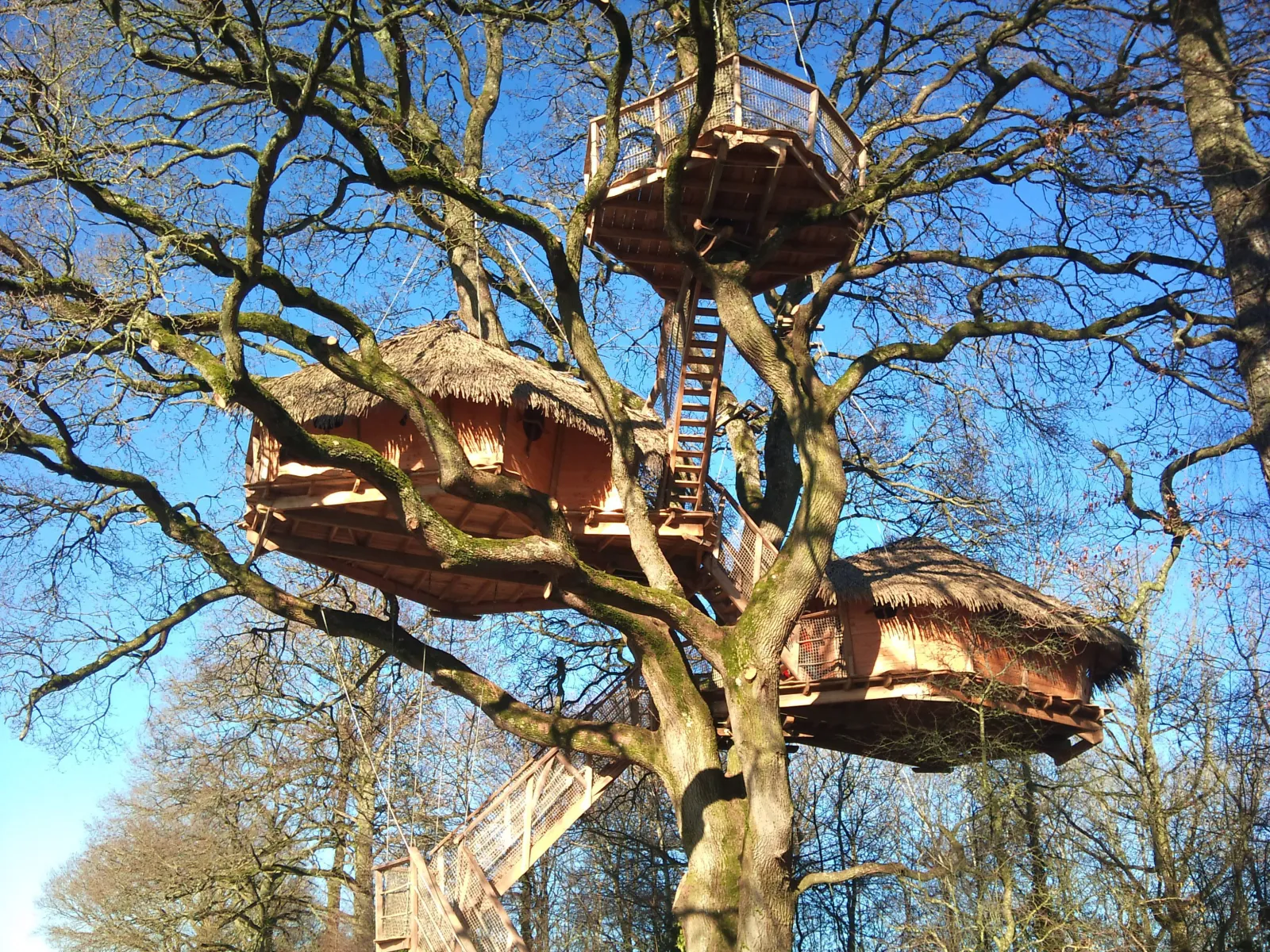 Cabane du Chêne fou, cabane dans les arbres à Longny les Villages