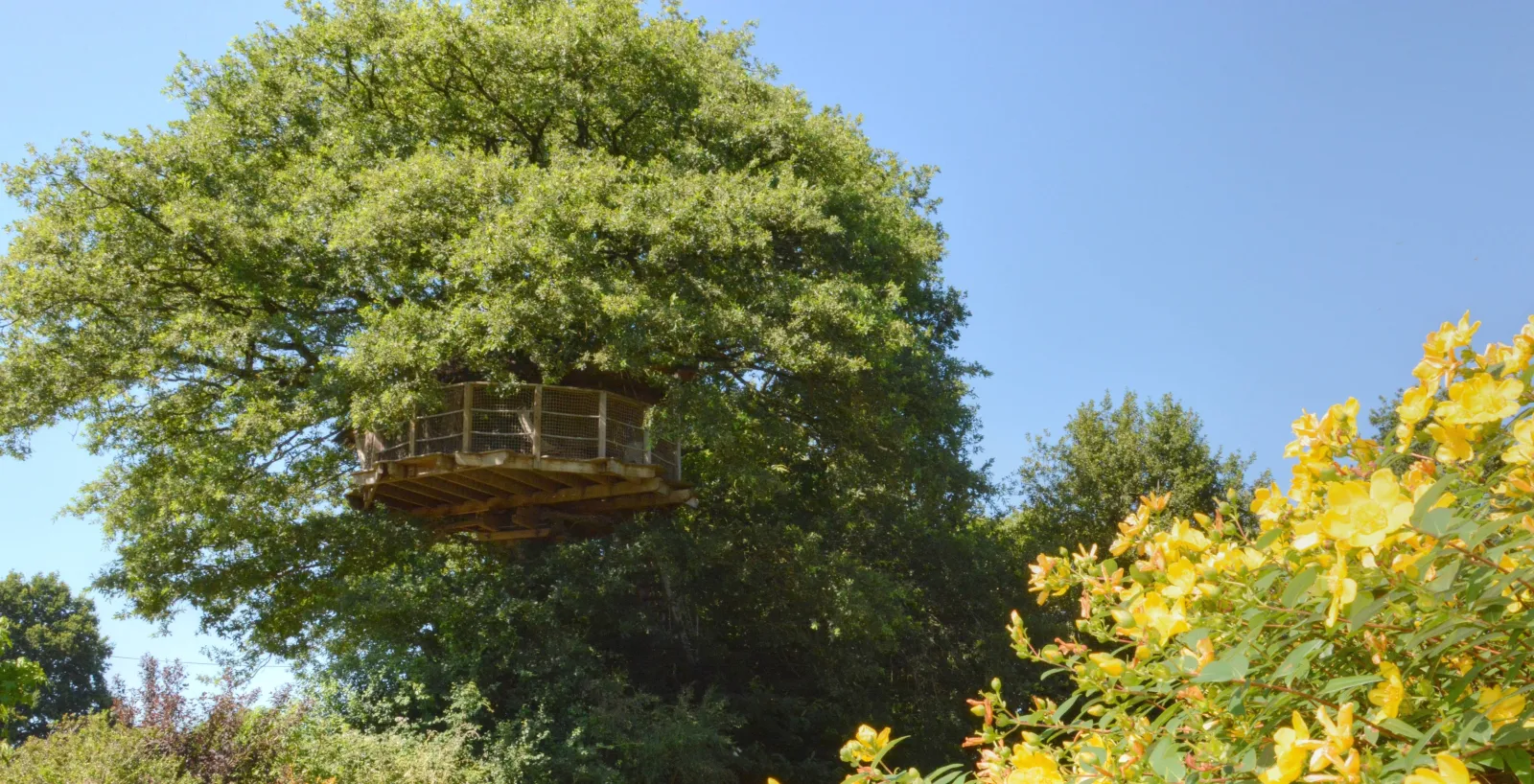 Cabane Girsberg, cabane dans les arbres à La Baconnière