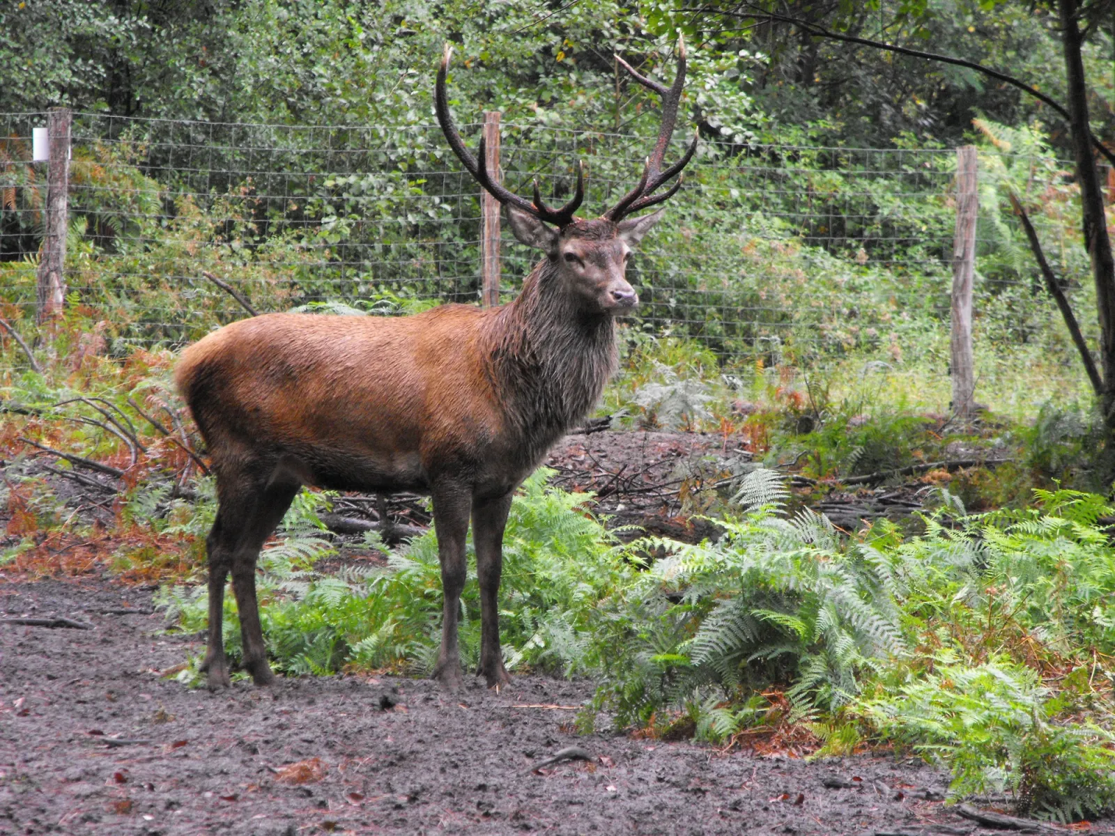 La Palombière de l'Argenté, cabane dans les arbres à Allons