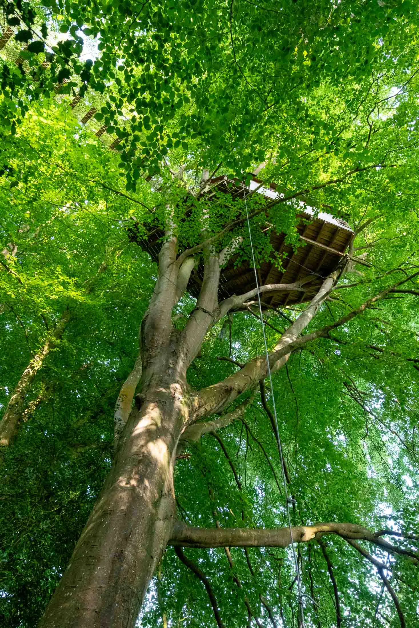 Cabane Mésange à Saint-Pierre-Azif, photo 2