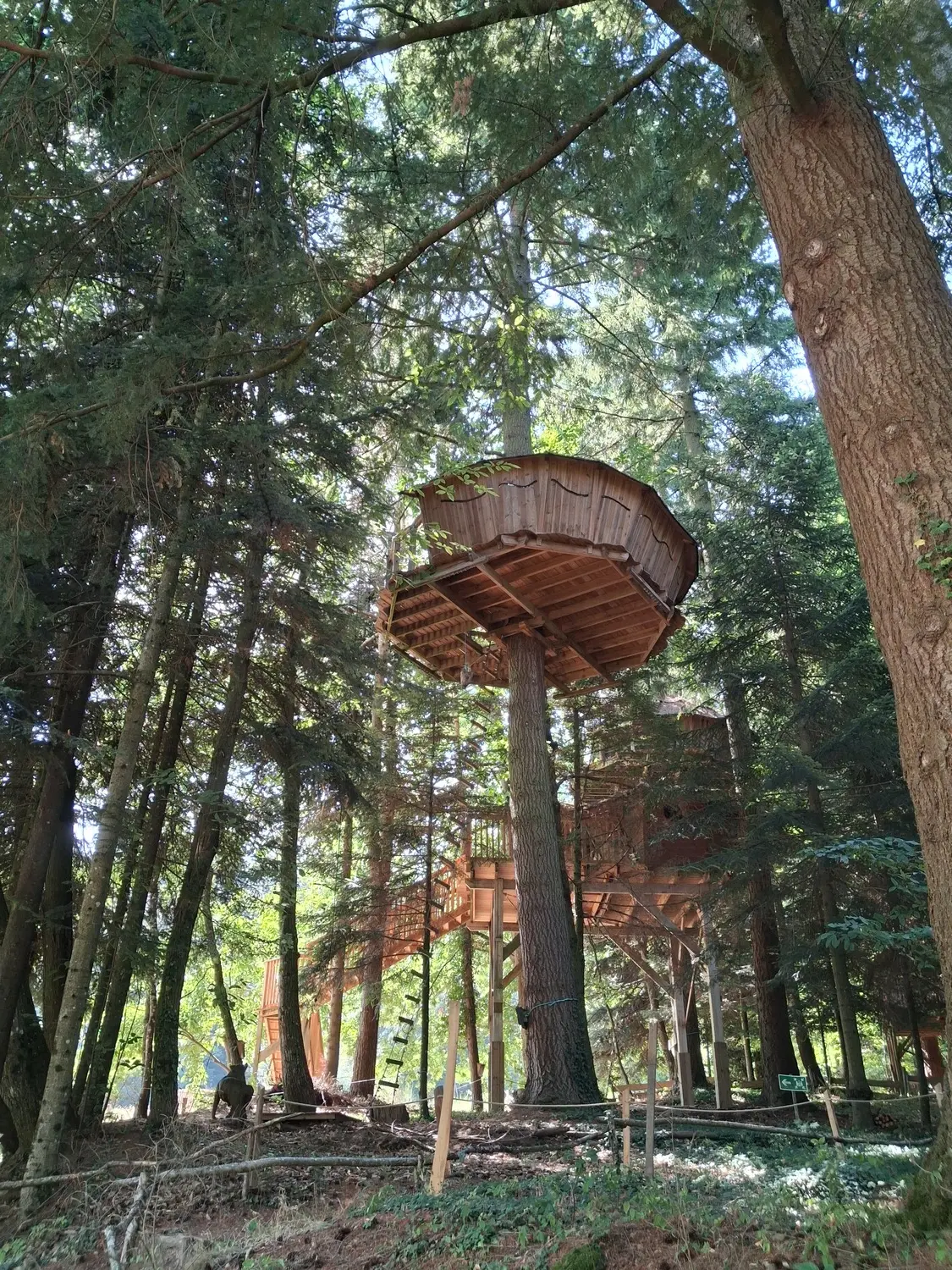 Cabane Renard, cabane dans les arbres à Belsentes