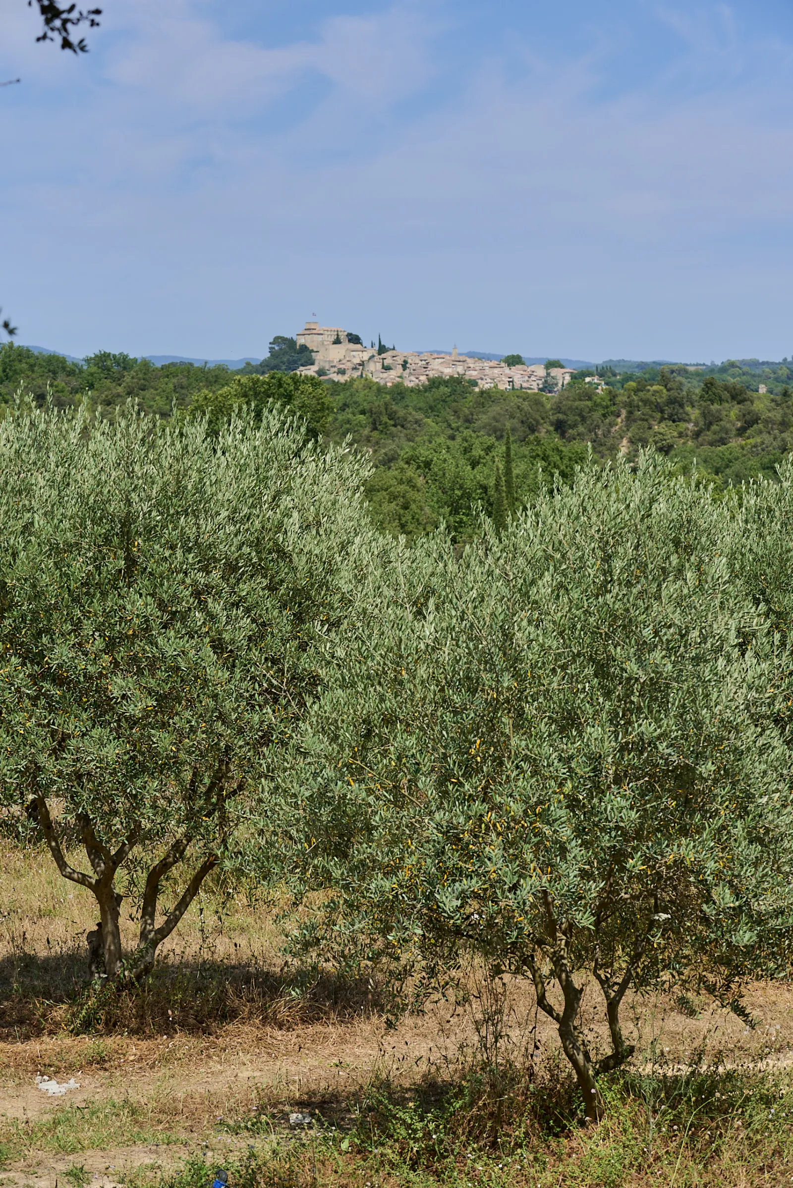 Ecolodge Thym à Villelaure, photo 5