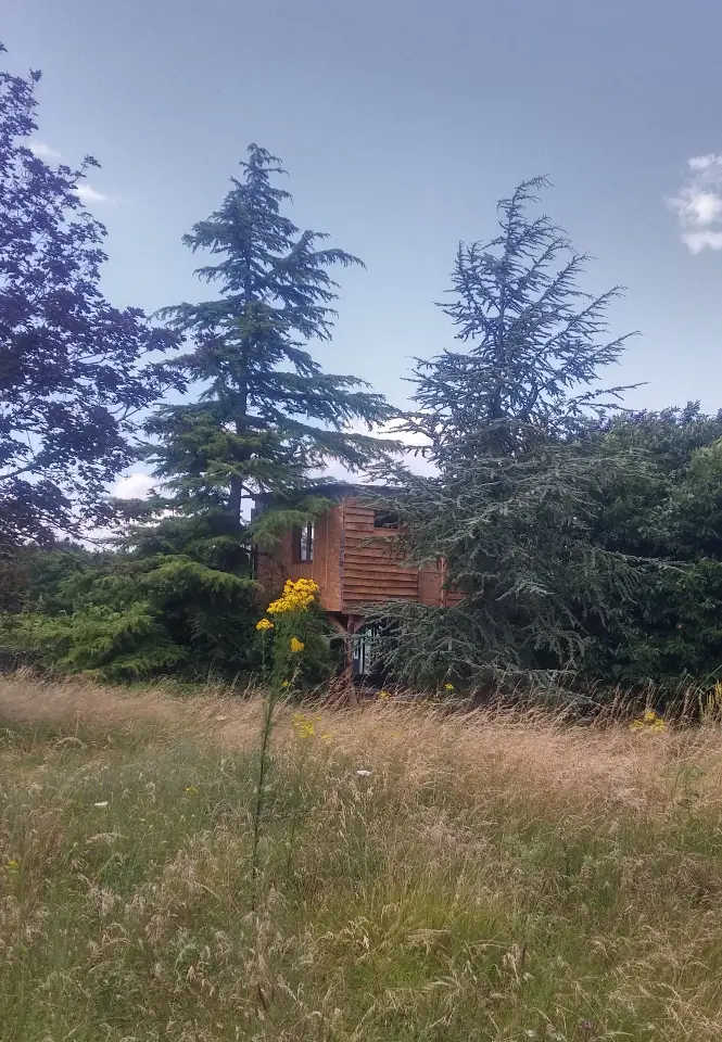 La Cabane dans les arbres à Avon-les-Roches, photo 3