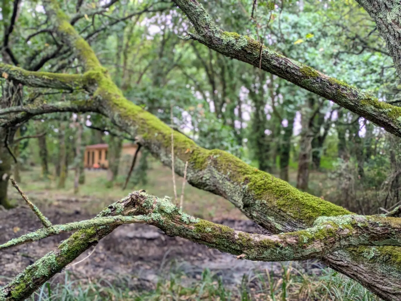 La Cabane de Pen Enez à Tréméoc, photo 3