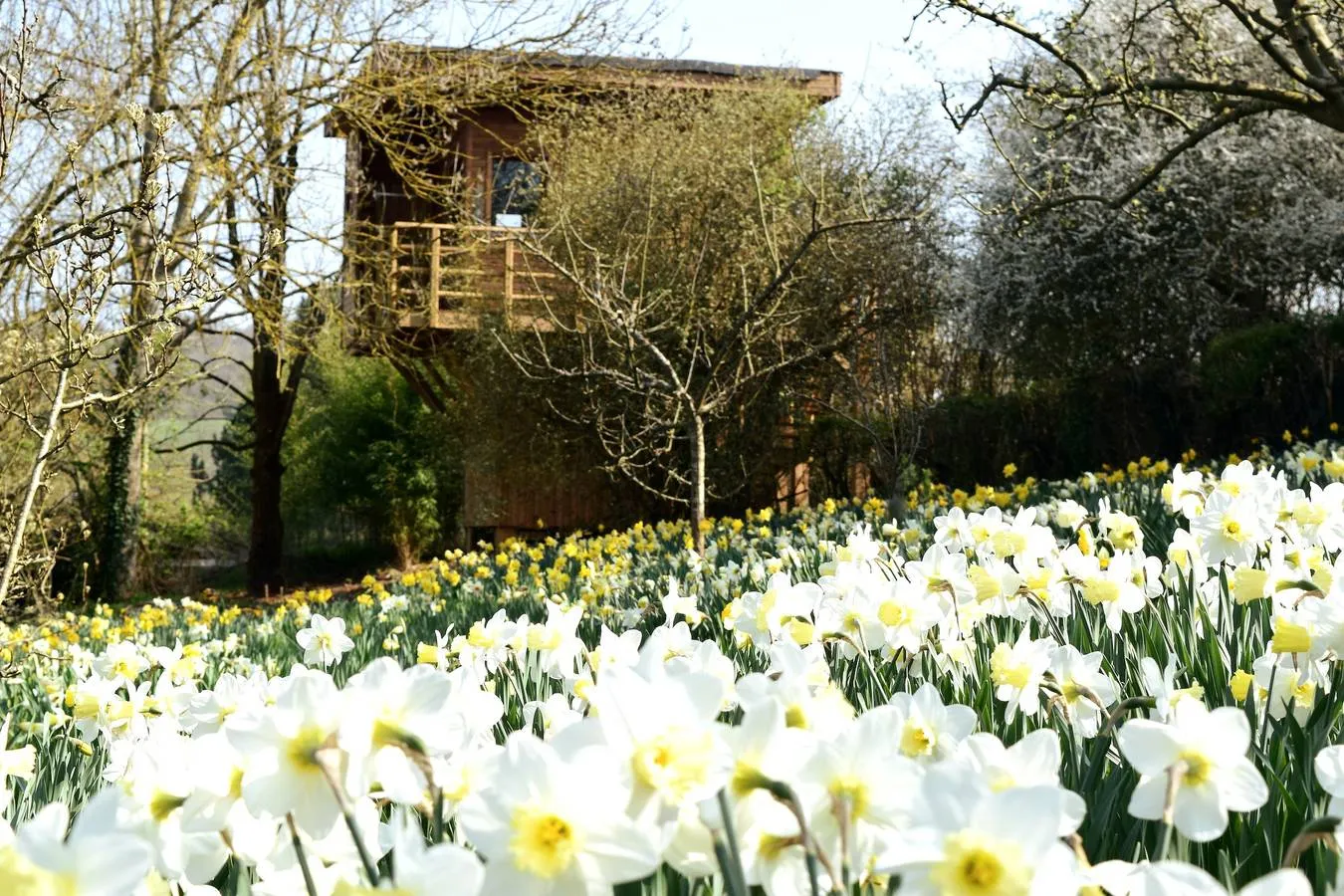 La Cabane Perchée à Vert, photo 4