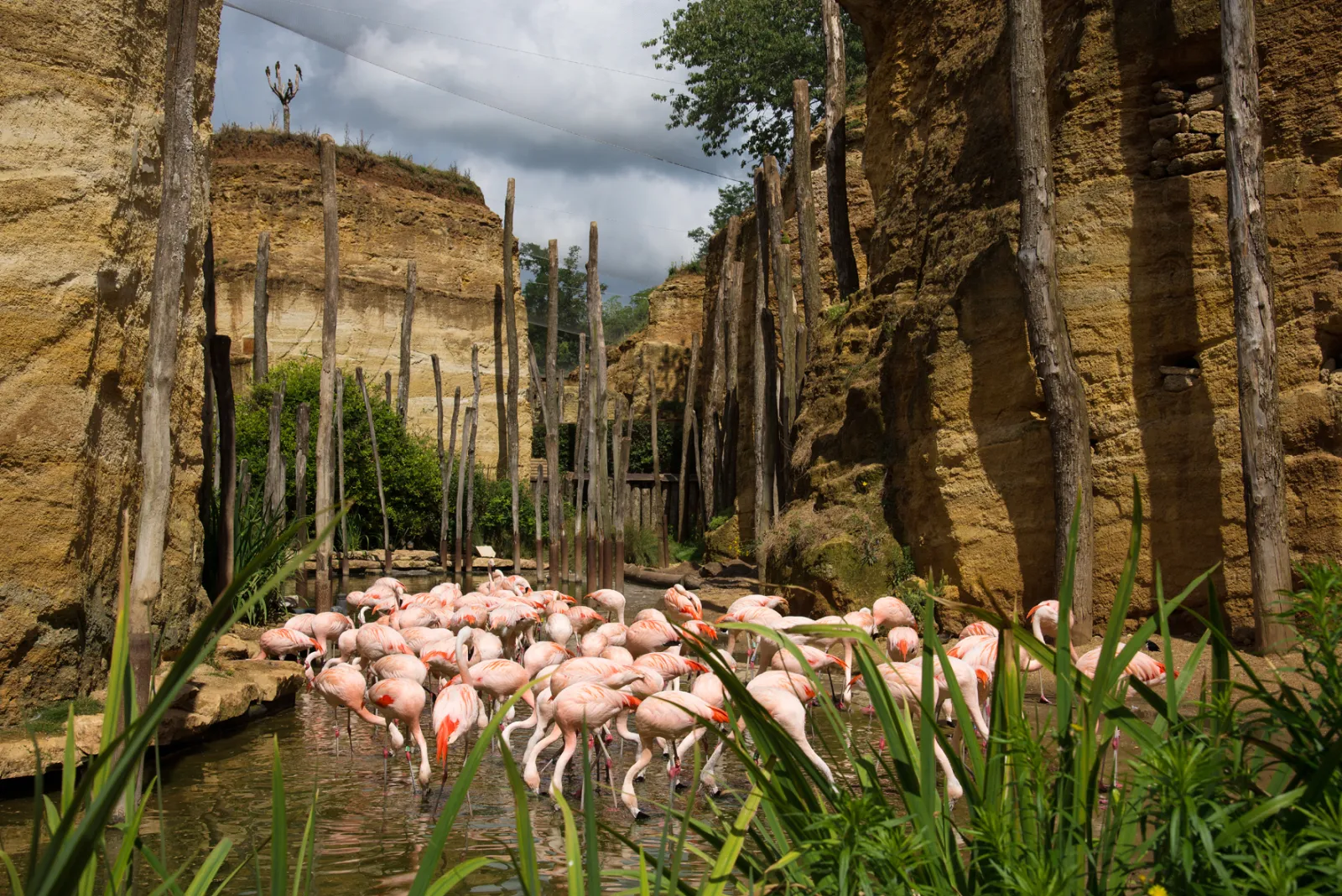 Le Nid du Bioparc à Doué-en-Anjou, photo 5