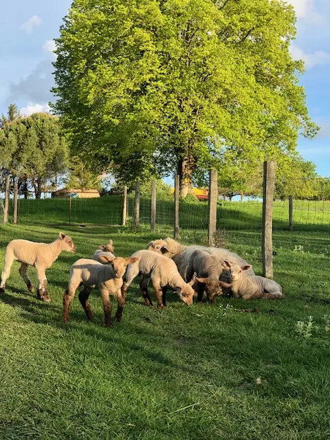 Les Ripaudières à Descartes, photo 5
