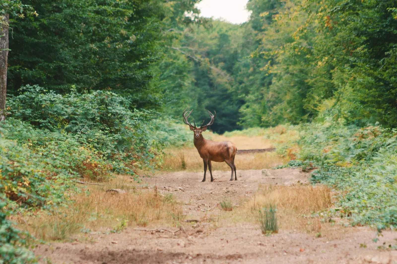 Suite Le Paradis à Esvres, photo 3